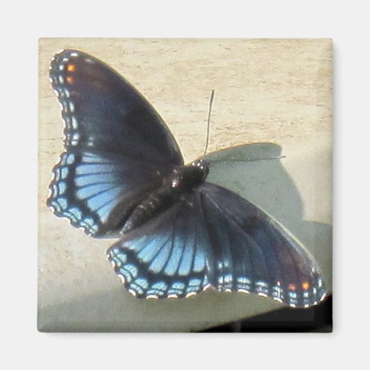 Blauer Schmetterling Magnet (Vorne)