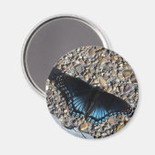 Blauer Schmetterling Magnet (Vorderseite/Rückseite)