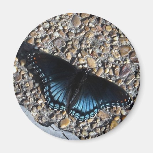 Blauer Schmetterling Magnet (Vorne)