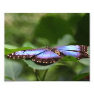 Blauer Schmetterling Nah 8 x 10 Fotodruck