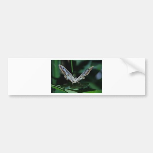 Blauer Schmetterling Nah hoch Autoaufkleber (Vorne)