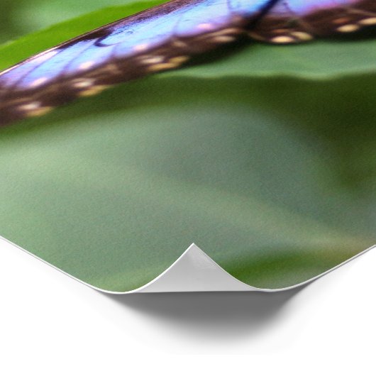 Blauer Schmetterling Nah Poster (Ecke)