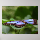 Blauer Schmetterling Nah Poster (Vorne)