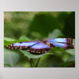 Blauer Schmetterling Nah Poster