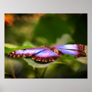 Blauer Schmetterling Natur Nah Poster