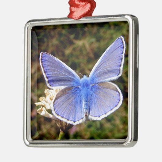 Blauer Schmetterling Ornament Aus Metall (Links)