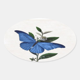 Blauer Schmetterling Ovaler Aufkleber