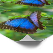 Blauer Schmetterling Poster (Ecke)