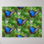 Blauer Schmetterling Poster (Vorne)