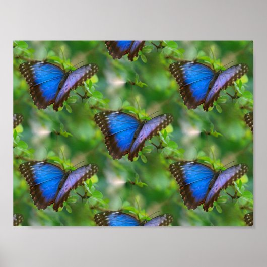 Blauer Schmetterling Poster (Vorne)