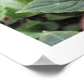 Blauer Schmetterling Poster (Ecke)
