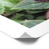 Blauer Schmetterling Poster (Ecke)