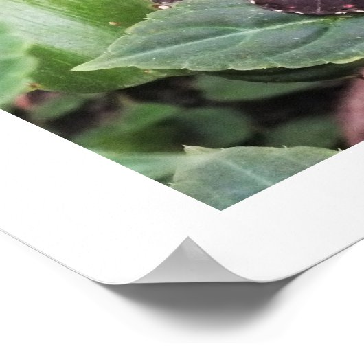 Blauer Schmetterling Poster (Ecke)