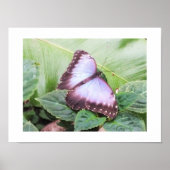 Blauer Schmetterling Poster (Vorne)