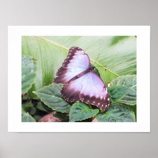 Blauer Schmetterling Poster (Vorne)