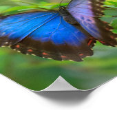 Blauer Schmetterling Poster (Ecke)