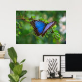 Blauer Schmetterling Poster (Heimbüro)