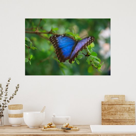 Blauer Schmetterling Poster (Küche)