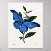 Blauer Schmetterling Poster (Vorne)