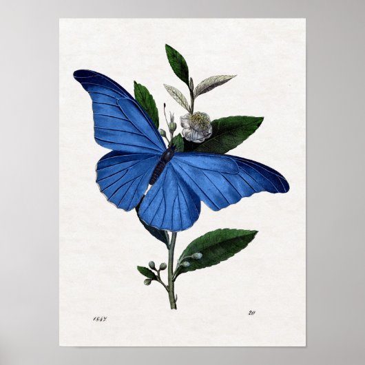 Blauer Schmetterling Poster (Vorne)