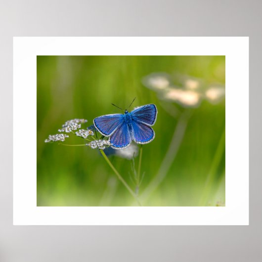 Blauer Schmetterling Poster (Vorne)