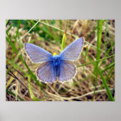 Blauer Schmetterling Poster (Vorne)