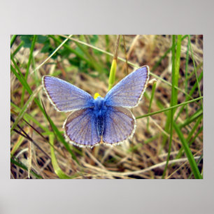 Blauer Schmetterling Poster