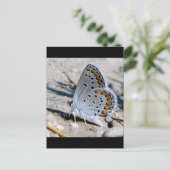 Blauer Schmetterling Postkarte (Stehend Vorderseite)