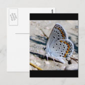 Blauer Schmetterling Postkarte (Vorne/Hinten)