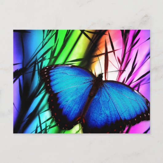Blauer Schmetterling Postkarte (Vorderseite)
