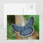 Blauer Schmetterling Postkarte (Vorne/Hinten)