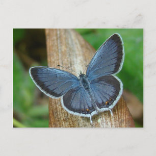 Blauer Schmetterling Postkarte