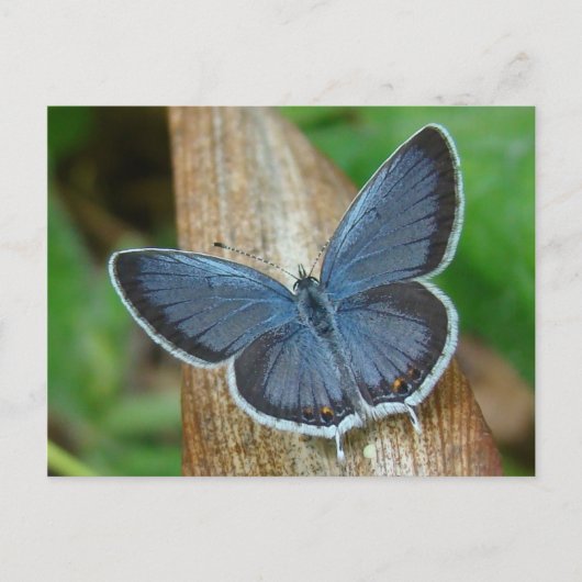 Blauer Schmetterling Postkarte (Vorderseite)