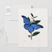 Blauer Schmetterling Postkarte (Vorne/Hinten)