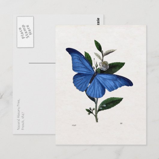 Blauer Schmetterling Postkarte (Vorne/Hinten)