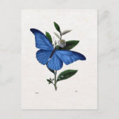 Blauer Schmetterling Postkarte (Vorderseite)