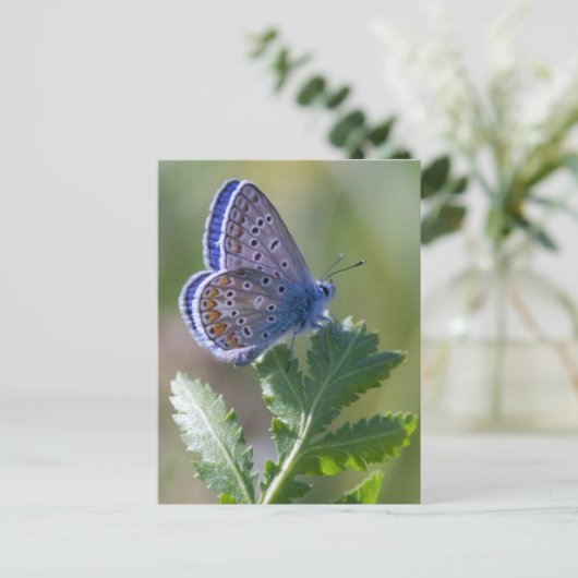 Blauer Schmetterling Postkarte (Stehend Vorderseite)