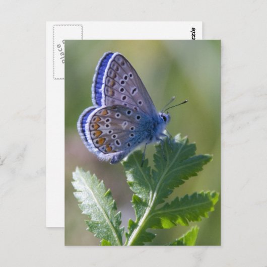Blauer Schmetterling Postkarte (Vorne/Hinten)