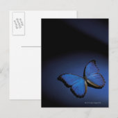 Blauer Schmetterling Postkarte (Vorne/Hinten)