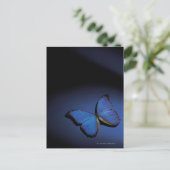 Blauer Schmetterling Postkarte (Stehend Vorderseite)