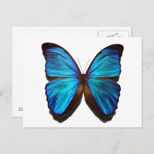 Blauer Schmetterling Postkarte (Vorne/Hinten)