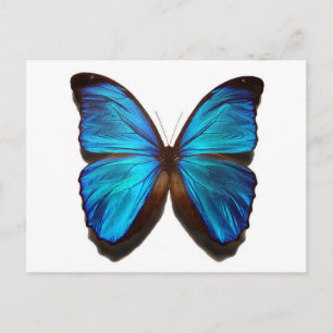 Blauer Schmetterling Postkarte