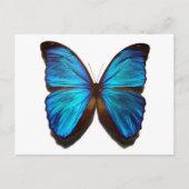 Blauer Schmetterling Postkarte (Vorderseite)