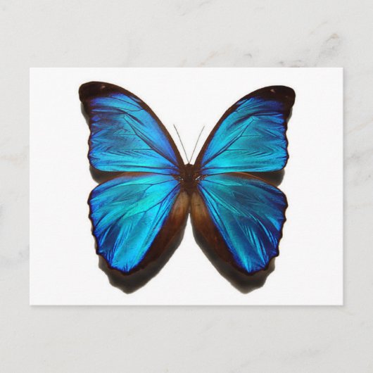 Blauer Schmetterling Postkarte (Vorderseite)