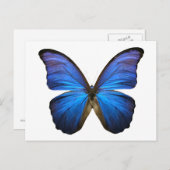 Blauer Schmetterling Postkarte (Vorne/Hinten)