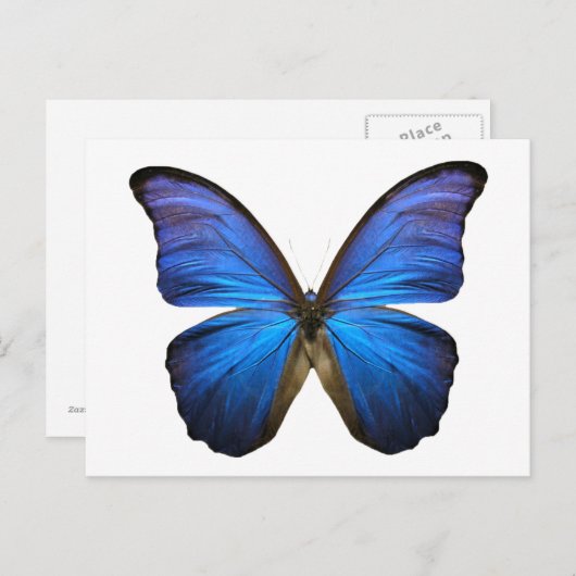 Blauer Schmetterling Postkarte (Vorne/Hinten)