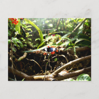 Blauer Schmetterling Postkarte