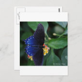 Blauer Schmetterling Postkarte (Vorne/Hinten)