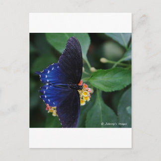 Blauer Schmetterling Postkarte