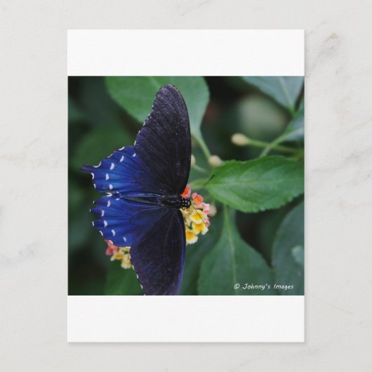 Blauer Schmetterling Postkarte (Vorderseite)